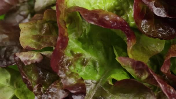 Verschillende Saladebladeren Close — Stockvideo