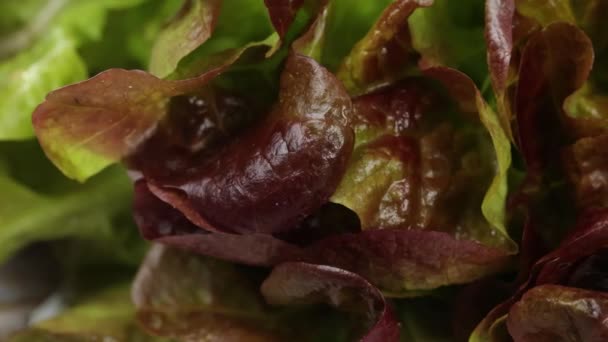 Várias Folhas Salada Close — Vídeo de Stock