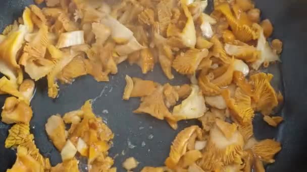 Cozinhando Cogumelos Chanterelle Uma Panela — Vídeo de Stock