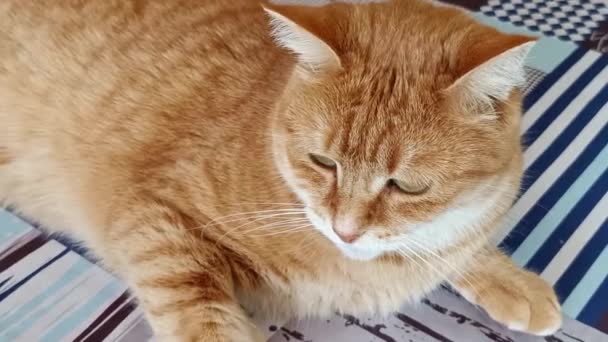 มบนห วของแมวข — วีดีโอสต็อก