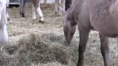 Bir grup at, yakın plan, bir kordon içinde.