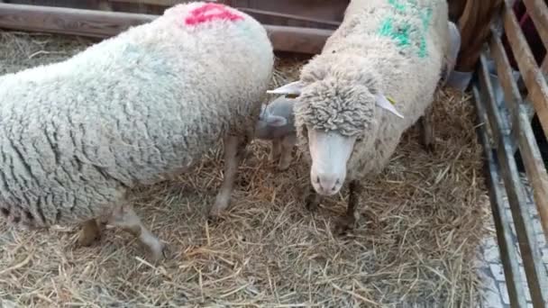 Πρόβατα Και Αμνοί Κοντά Περίβολο — Αρχείο Βίντεο