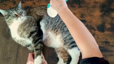 Yalancı kedinin üzerinden fırça geçti.