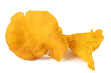 Beyaz bir arka planda izole edilmiş, yakın plan birkaç Chanterelle.