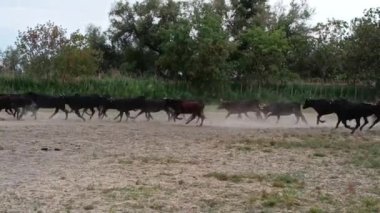 Camargue 'de bir çayırda dört nala koşan bir grup boğa.
