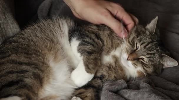 胖胖的猫被宠坏了 — 图库视频影像