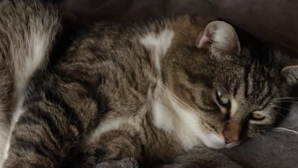 Tabby Cat Close Mytí Sama — Stock video