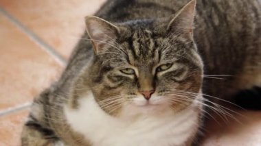 Bir sepet istiridye, yakın plan, masanın üstünde.