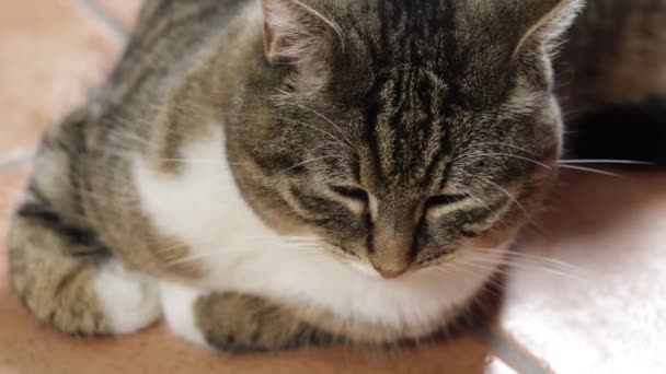 Tabby Cat Zírá Kamery — Stock video
