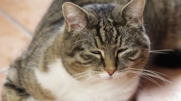 Tekir Kedi Kameraya Bakıyor — Stok video