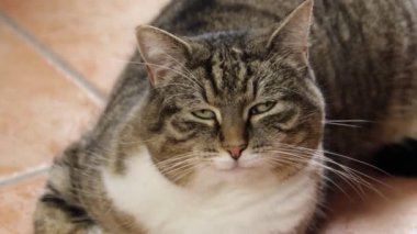 Tekir kedi kameraya bakıyor.