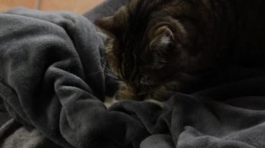 Tekir kedi patilerini battaniyenin üzerinde hareket ettiriyor.