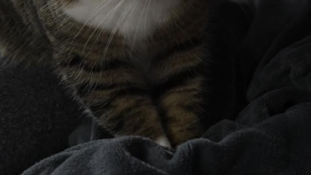 Tabby Katze Bewegt Ihre Pfoten Auf Einer Decke — Stockvideo