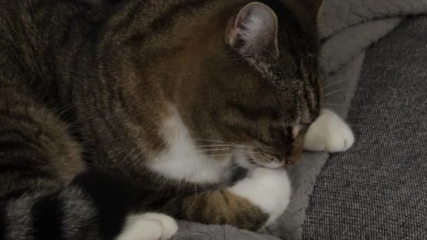 Tabby Katze Wäscht Ihre Pfoten Mit Der Zunge Nahaufnahme — Stockvideo