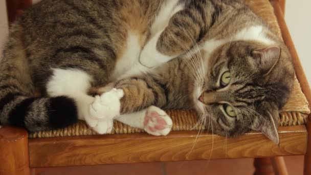 Mourovatá Kočka Ležící Židli — Stock video