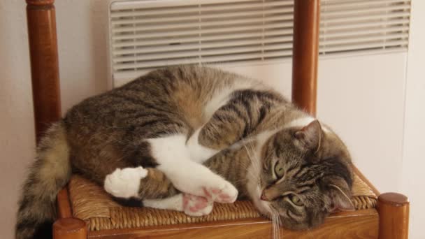 Kedi Radyatörün Yanındaki Sandalyede Yatıyor — Stok video