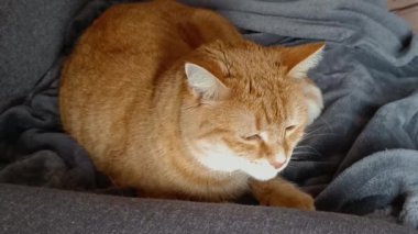 Kanepede yatan kızıl tekir kedi.