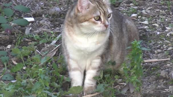 可爱的猫在花园里散步 — 图库视频影像