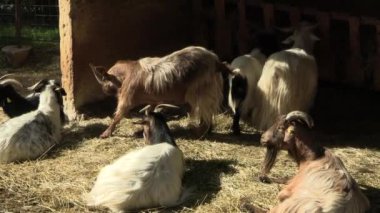 Bir hayvan parkında birkaç keçi.