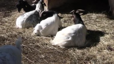 Bir hayvan parkında birkaç keçi.