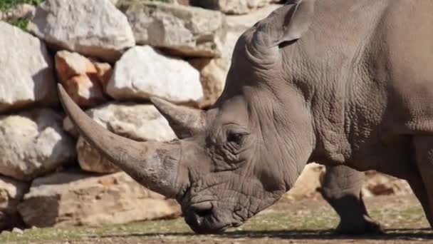 Close Head White Rhino — Stock Video