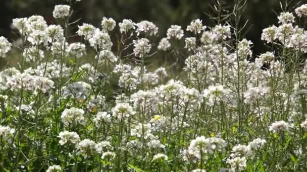 Όμορφα Μικρά Άσπρα Λουλούδια Αρχές Μαρτίου Στην Προβηγκία — Αρχείο Βίντεο