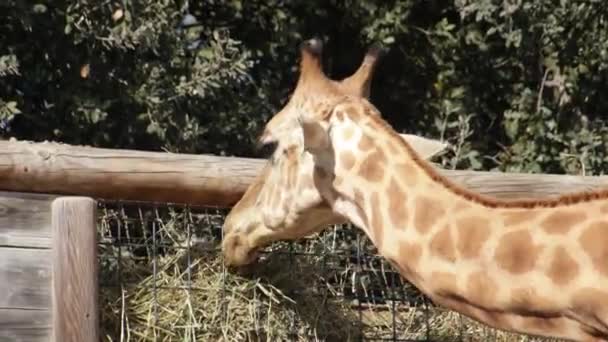 Giraffe Eten Close Een Dierenpark — Stockvideo