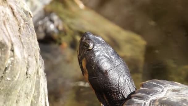 Wasserschildkröte Aus Nächster Nähe Einem Pool — Stockvideo