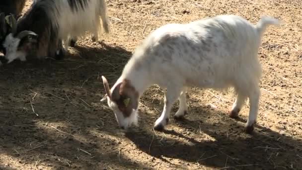 Plusieurs Chèvres Dans Enclos Parc Animalier — Video