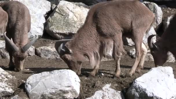 Moutons Barbares Gros Plan Dans Parc Animalier — Video