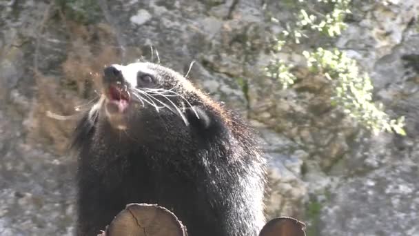 Close Dari Sebuah Binturong Juga Disebut Beruang Kucing — Stok Video
