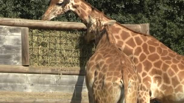 Giraff Äta Närbild Djurpark — Stockvideo