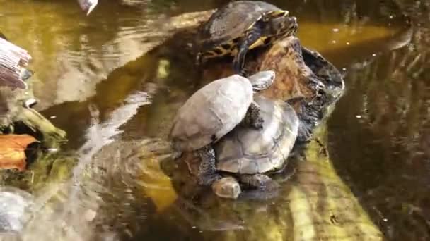 Wasserschildkröte Aus Nächster Nähe Einem Pool — Stockvideo