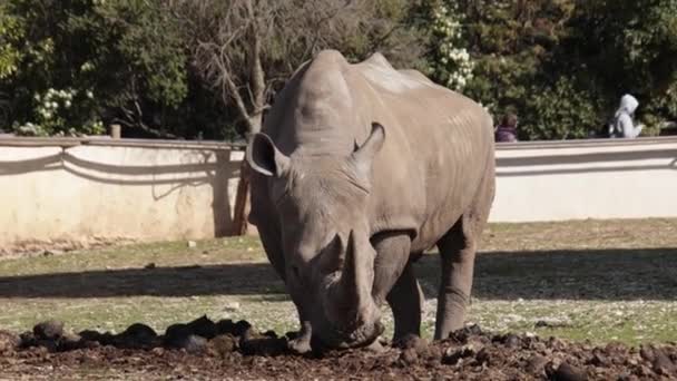 Rinoceronte Primo Piano Parco — Video Stock