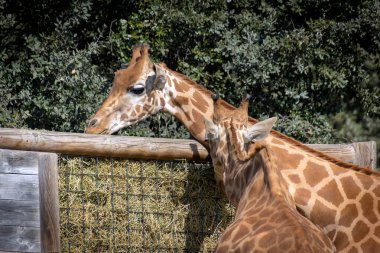 Bir zürafanın kafasını kapat.