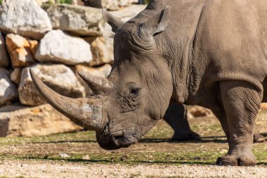 Gergedan, bir parkta yaklaş.
