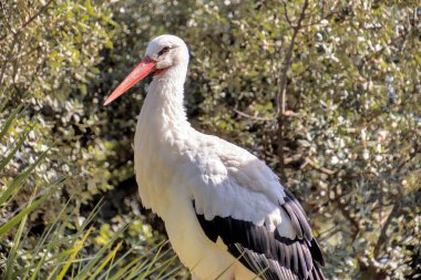Leylek, yakın plan, hayvan parkında.