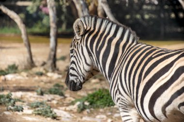 Bir zebranın portresi, yakın plan..