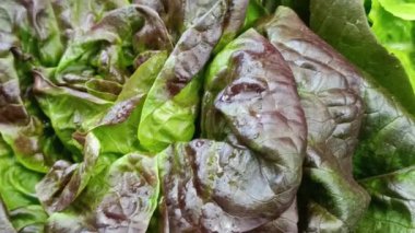 Birkaç salata, yakın plan, masanın üstünde.