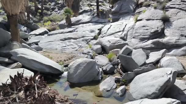 Pohon Palem Lanskap Berbatu Dari Indian Canyons Dekat Palm Springs — Stok Video