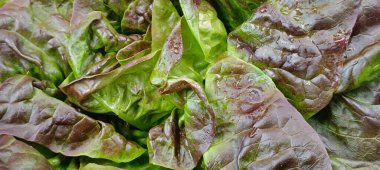 Birkaç salata, yakın plan, masanın üstünde.