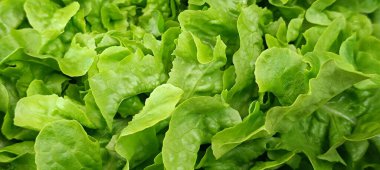 Birkaç salata, yakın plan, masanın üstünde.