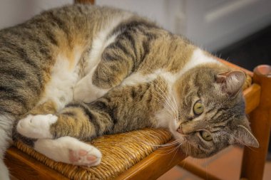 Kedi sandalyeye uzanıyor, objektife bakıyor, yakın plan.