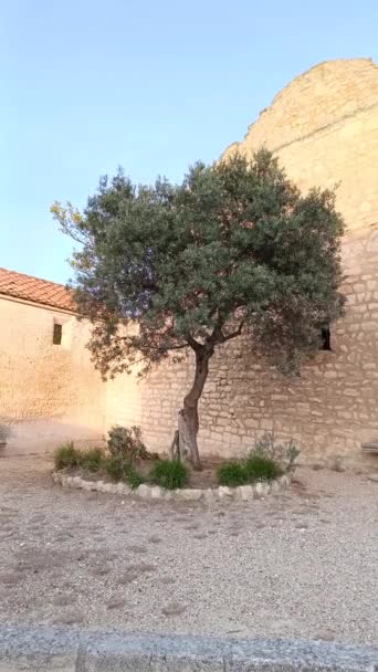 Wspaniałe Drzewo Oliwne Wiosce Prowansji — Wideo stockowe