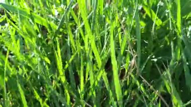 Yeşil çimlerin olduğu bir yaz arazisi.