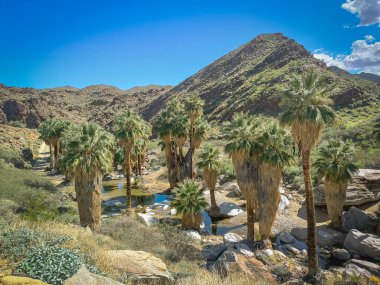 Coachella Vadisi 'ndeki Palm Springs yakınlarındaki Hint Kanyonlarının kayalık arazisindeki palmiye ağaçları.