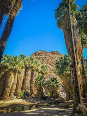 Coachella Vadisi 'ndeki Palm Springs yakınlarındaki Hint Kanyonlarının kayalık arazisindeki palmiye ağaçları.