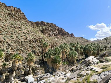 Coachella Vadisi 'ndeki Palm Springs yakınlarındaki Hint Kanyonlarının kayalık arazisindeki palmiye ağaçları.