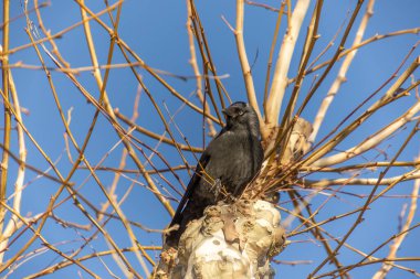 Siyah kuş, yakın plan, bir ağaç dalında