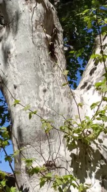 Bir ağacın gövdesinde eşek arısı yuvası